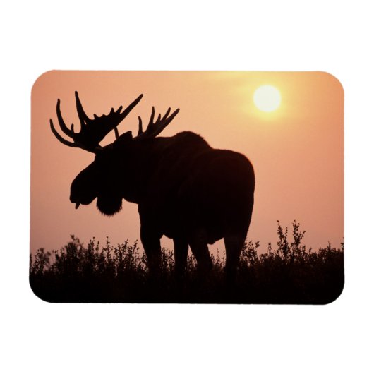 ヘラジカ, Alces alces, 大きな角を持つ雄 マグネット (横)