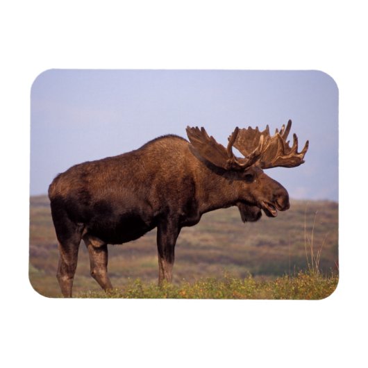 ヘラジカ, Alces alces,大きな角を持つ雄 マグネット (横)
