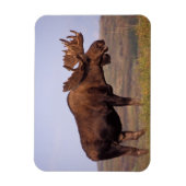 ヘラジカ, Alces alces,大きな角を持つ雄 マグネット (縦)