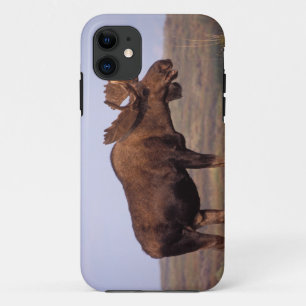 ヘラジカ, Alces alces, 大きな角を持つ雄 iPhone 11 ケース