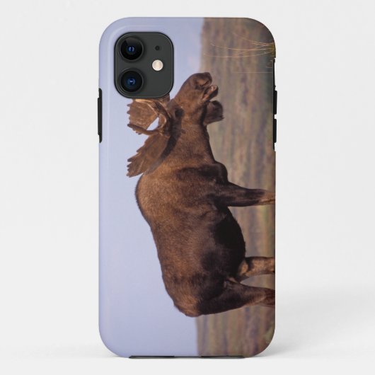 ヘラジカ, Alces alces, 大きな角を持つ雄 Case-Mate iPhoneケース (裏面)