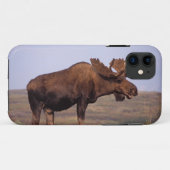 ヘラジカ, Alces alces, 大きな角を持つ雄 Case-Mate iPhoneケース (裏面(横))