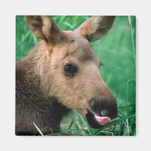 ヘラジカ, Alces alces, 草に横たわる子ヘラジカ, キナイ マグネット (正面)