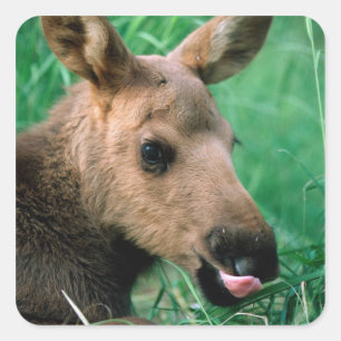 ヘラジカ, Alces alces, 草に横たわる子鹿, キナイ スクエアシール