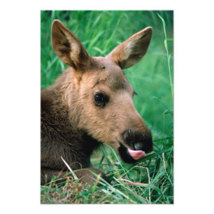 ヘラジカ, Alces alces, 草に横たわる子鹿, キナイ フォトプリント