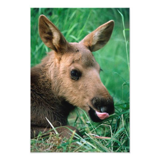 ヘラジカ, Alces alces, 草に横たわる子鹿, キナイ フォトプリント (正面)