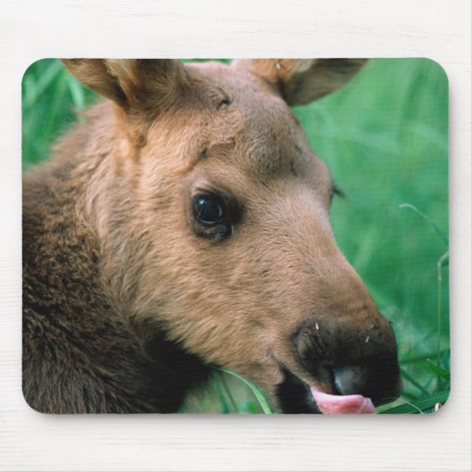 ヘラジカ, Alces alces, 草に横たわる子鹿, キナイ マウスパッド (正面)
