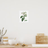 ヘリオトロペ（ヘリオトロピウム胸腺腫）byレッドヴェー ポスター (キッチン)