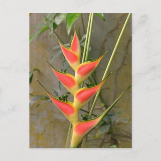 ヘリコニアの花を閉じる ポストカード (正面)