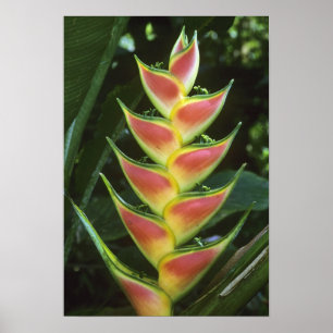 ヘリコニア、オウムヘリコニア (Heliconia walkeriana)、ラ・セルバ ポスター