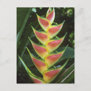 ヘリコニア、オウムヘリコニア (Heliconia walkeriana)、ラ・セルバ ポストカード