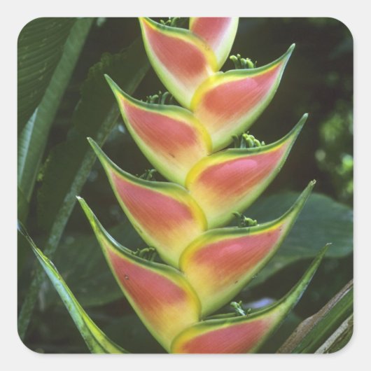 ヘリコニア、ヘリコニア・ワルカーヤナ)、ラ・セルバ スクエアシール (正面)