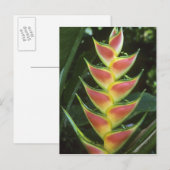 ヘリコニア、ヘリコニア・ワルカーヤナ)、ラ・セルバ ポストカード (正面/裏面)