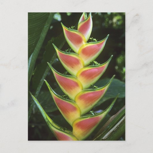 ヘリコニア、ヘリコニア・ワルカーヤナ)、ラ・セルバ ポストカード (正面)