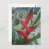 ヘリコニア ポストカード (正面/裏面)