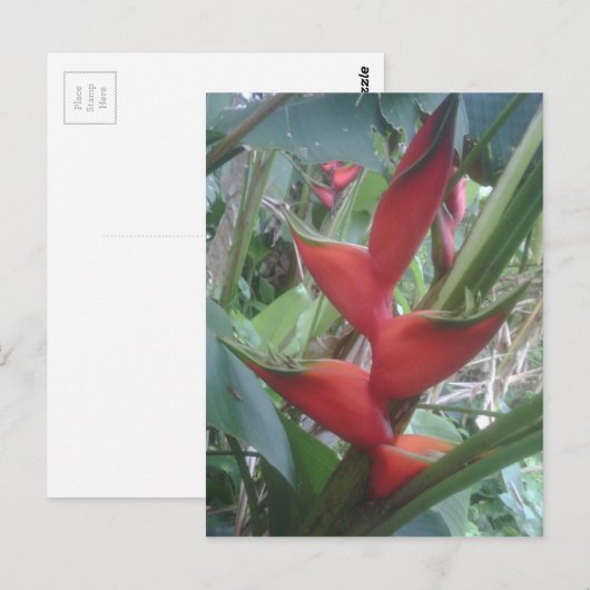 ヘリコニア ポストカード (正面/裏面)