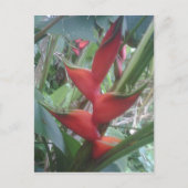 ヘリコニア ポストカード (正面)