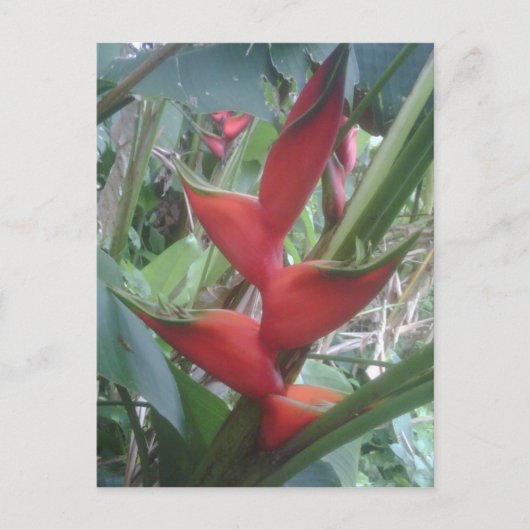 ヘリコニア ポストカード (正面)