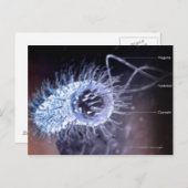 ヘリコバクター・ピロリ細胞の構造 ポストカード (正面/裏面)