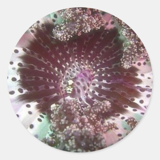 ヘルスファイアネモン ラウンドシール (正面)