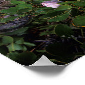 ヘルダーバーグ・プロテア（プロテア・シナロイデス） ポスター (角)