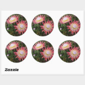 ヘルダーバーグ・プロテア（プロテア・シナロイデス） ラウンドシール (シート)