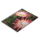 ヘルダーベルグ·プロテア王（プロテア·シナロイデス） ノートブック (左側)