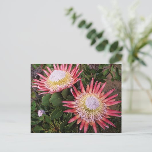 ヘルダーベルグ·プロテア王(プロテア·シナロイデス) ポストカード (スタンド正面)