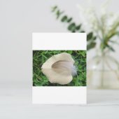 ヘルブラウンフェデアフ・ヘルビージェムブラット ポストカード (スタンド正面)