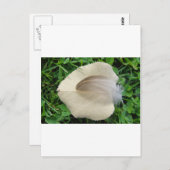 ヘルブラウンフェデアフ・ヘルビージェムブラット ポストカード (正面/裏面)