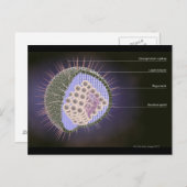 ヘルペスウイルス構造 ポストカード (正面/裏面)