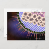 ヘルペスウイルス ポストカード (正面/裏面)