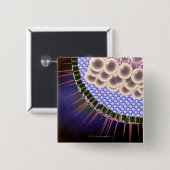 ヘルペスウイルス 缶バッジ (正面&裏面)