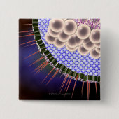 ヘルペスウイルス 缶バッジ (正面)