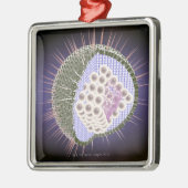 ヘルペス・ウイルスの構造2 メタルオーナメント (左)