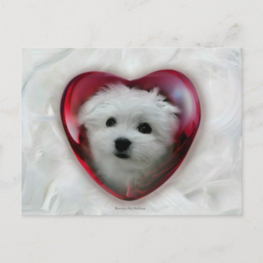 ヘルメスザマルチーズバレンタインカード シーズンポストカード (正面)