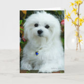 ヘルメスザマルチーズ誕生日カード カード (黄色い花)