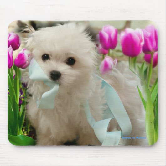 ヘルメスザマルチーズ マウスパッド (正面)