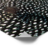 ヘルメットギニア鳥(Numida meleagris).アフリカ ポスター (角)