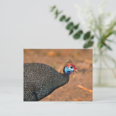 ヘルメットギニア鳥(Numida meleagris).アフリカ ポストカード (スタンド正面)