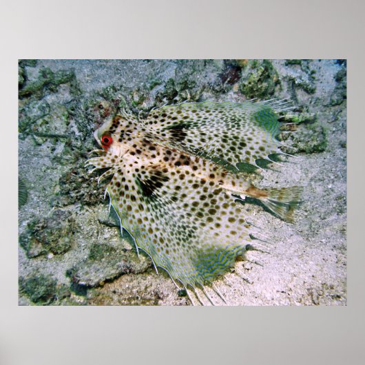 ヘルメットグルーナード ポスター (正面)