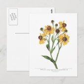 ヘレニウム ポストカード (正面/裏面)