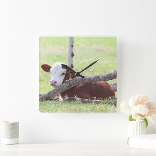 ヘレフォードカーフが牧草地で休息 スクエア壁時計 (ホーム)
