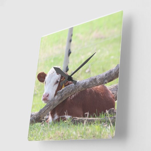 ヘレフォードカーフが牧草地で休息 スクエア壁時計 (傾斜)