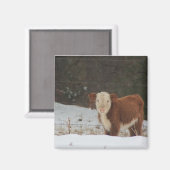 ヘレフォードカーフ素朴ファーム マグネット (正面/裏面)