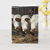 ヘレフォードキャトル カード (黄色い花)