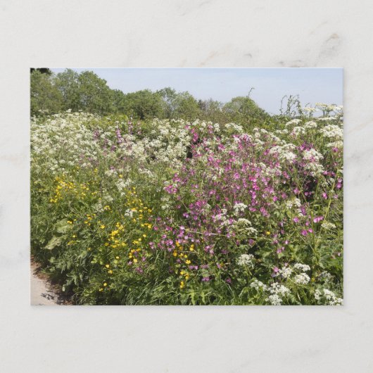 ヘレフォードシャーの道端の生垣に咲く野の花 ポストカード (正面)