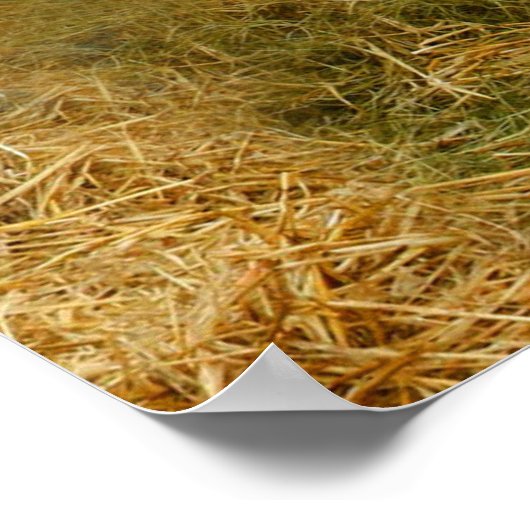 ヘレフォード ポスター (角)