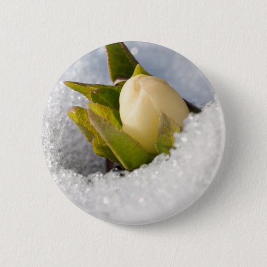 ヘレボアは雪の中を生えていた。 缶バッジ (正面)