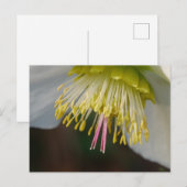 ヘレボア花はがき ポストカード (正面/裏面)